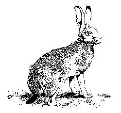 The Folklore of Rabbits